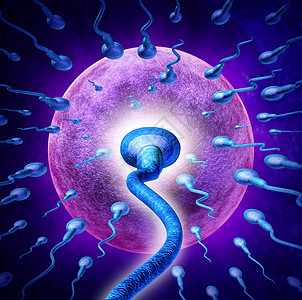 人类生育的,极端效地接近显微镜下的精子精子细胞,向雌卵细胞游泳,以受精创造怀孕医学繁殖的象征图片