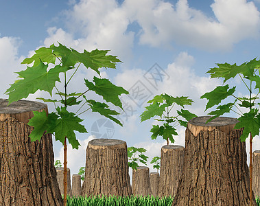 可再生资源可持续森林管理的,群砍伐的老树新的绿色树苗生长木桩,环境保护未来的希望的象征图片