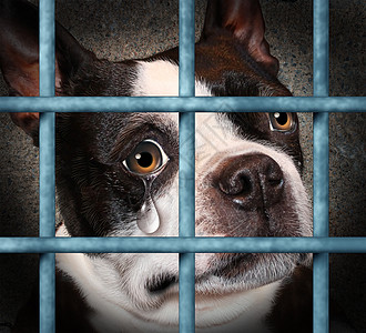 失了宠物动物的残忍忽视的,只悲伤的哭泣的狗只狗磅监狱的笼子里,用绝望的眼泪看着观众,这个需要人道待生物的背景图片