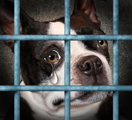 失了宠物动物的残忍忽视的,只悲伤的哭泣的狗只狗磅监狱的笼子里,用绝望的眼泪看着观众,这个需要人道待生物的图片