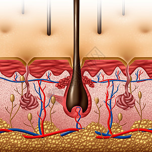 皮肤解剖图的与人体体表器官的横截以毛囊红蓝血管为保健解剖功能的医学标志图片