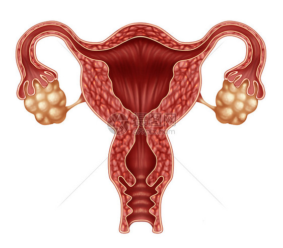 子宫卵巢以输卵管为人类女生殖,孤立白色背景上,生育生殖系统健康的象征图片