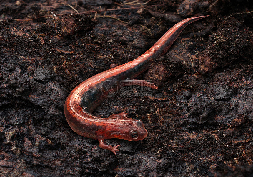 蝾螈潮湿凉爽潮湿的森林栖息地就像东部红背爬行地上样生活北方环境中