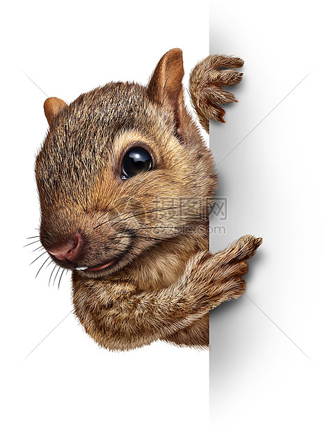 松鼠着个空白的标志,现实的皮毛爪子,个友好的可爱毛茸茸的啮齿动物角色,抓住个广告牌的广告营销,个重要特殊图片