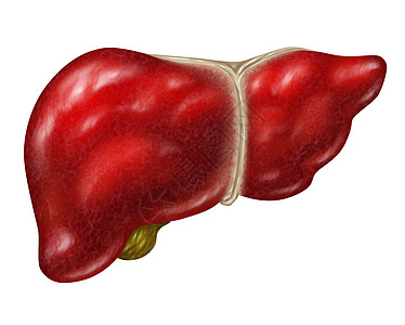 人肝体部分白色背景上分离,以胆囊为医疗保健,消化系统解剖消化的重要器官,健康腺体解图片