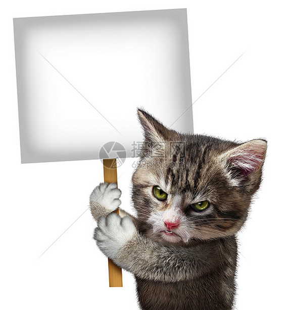 愤怒的猫着个空白的卡片标志,个恼羞成怒的可爱猫猫,愤怒的表情抗议传达个关于宠物护理的信息个白色背景图片