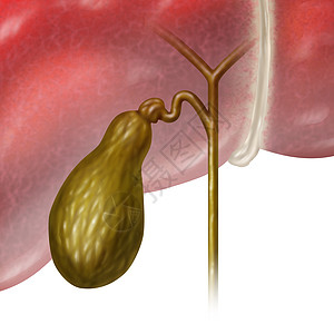 胆囊胆囊,人体内部器官,消化系统的功能,储存胆汁身体胆道系统的部分,白色背景上的医学插图图片