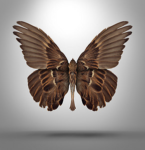 改变适应的与个开放的翅膀鸟形状为蝴蝶,个超现实的象征,新品种的创造思维自由的变化,以适应新的挑战,商业生活图片
