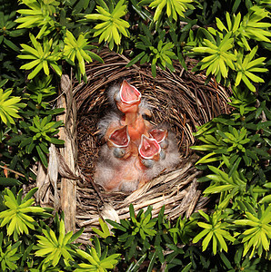 小鸡孵化鸟巢里,四只最近孵化的幼鸟,养育责任的象征,支持喂养你临脆弱脆弱保护的家庭图片