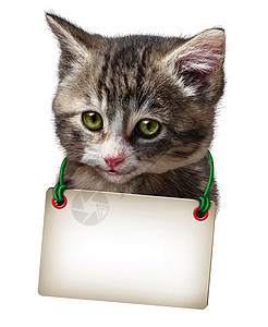 猫小猫与空白卡挂可爱的猫颈孤立白色背景上图片