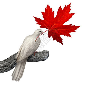 加大平只白色鸽子,白色背景上着片红色的枫叶,加大非解决冲突正义与问题的象征图片