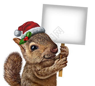 节日松鼠戴着诞老人的帽子,戴着冬青红色浆果,着空白的横幅标志,诞新横幅冬季庆祝信息图片
