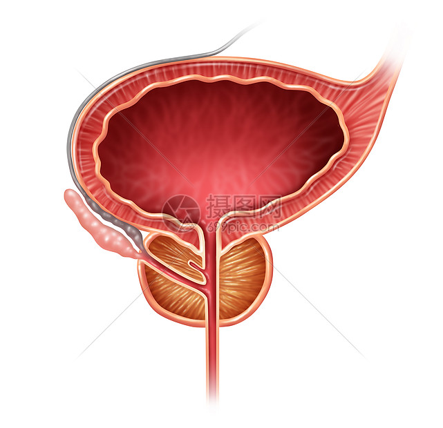 前列腺器官腺体白色背景下医学插图的,部分男生殖解剖,包括膀胱精囊图片