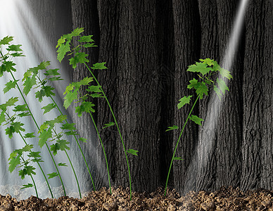 寻找新的机会独立的思想家的新的领导符号个,正生长的树苗,与棵单独的树苗生长,沿着小光向相反的方向图片