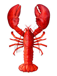 龙虾白色背景下被隔离为新鲜的海鲜贝类食品,个完整的红色贝壳甲壳动物,个白色背景上被隔离的头顶视图中图片