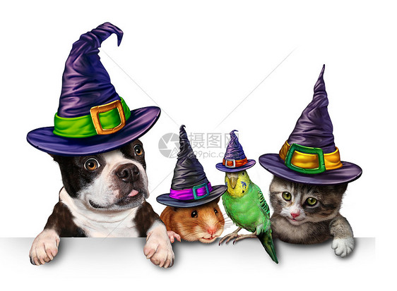 万节宠物空白标志与只趣的猫,快乐的狗,可爱的仓鼠波吉,每个人都穿着件女巫帽头的衣服,秋季季节的标志,为穿着服装的图片