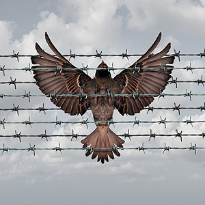 限制自由的限制机会的象征,只鸟捕捉纠缠铁丝网围栏中,挫折的象征图片