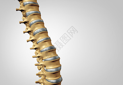 脊柱诊断人类脊柱系统医疗保健解剖符号与骨骼骨结构椎间盘特写图片