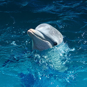 海豚头出水,带着可爱的微笑,海洋哺乳动物的象征,海上海洋中游泳背景图片