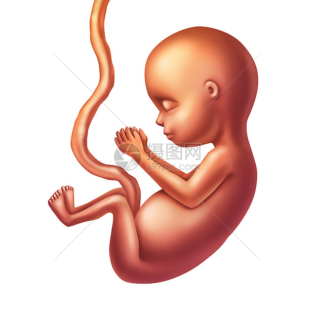 人类胎儿插图产前生长的婴儿与脐带隔离白色背景上,产科医学的怀孕健康胎儿保健图标图片
