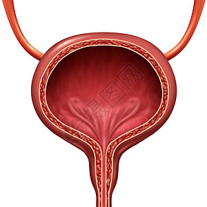 人体膀胱解剖器官身体解剖的三维插图图片