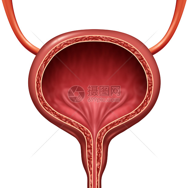 人体膀胱解剖器官身体解剖的三维插图图片