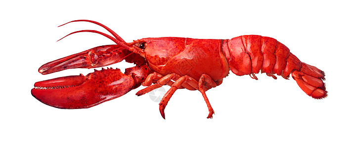 龙虾侧视图隔离白色背景上,新鲜海鲜贝类食品的,个完整的红色壳甲壳动物隔离白色背景上图片