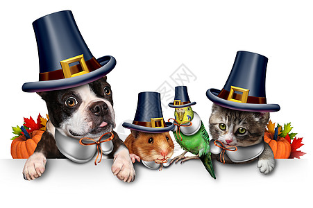 感恩节宠物庆祝活动个空白标志,与只趣的猫,快乐的狗,可爱的仓鼠波吉,每个人都穿着朝者帽头服装,秋季季节标志,背景图片