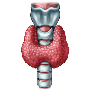 甲状腺医学种人体器官,气管喉内分泌系统激素分泌的象征,白色背景上三维插图元素背景图片