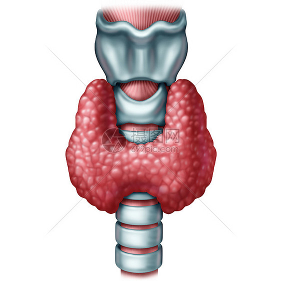 甲状腺医学种人体器官,气管喉内分泌系统激素分泌的象征,白色背景上三维插图元素图片