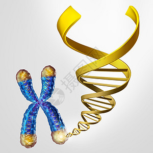 染色体端盖上的端粒DNA端粒长度医学衰老遗传保护的象征,而寿命更长更长,三维插图背景图片