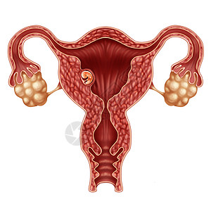 植入人体胚胎成功的妊娠植入子宫个成长的胎儿女身体妇产科符号与三维插图元素背景图片