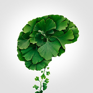 银杏脑种草药的天然的植物治疗药物的象征,叶子形状的思考人体器官图片