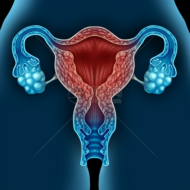 更期女医学状况由于衰老人类子宫更期状态的三维插图元素