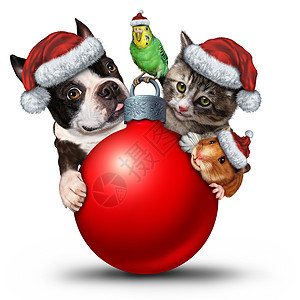 诞宠物装饰装饰个可爱的猫小狗鸟与个可爱的仓鼠戴着诞老人帽子冬季季节的象征图片