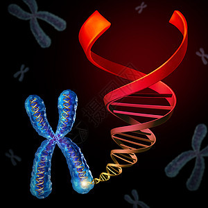 染色体DNA染色体遗传物质,生物技术基因治疗免疫治疗的三维插图背景图片