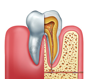 人牙解剖牙科医学磨牙的横截,神经根管符号三维插图图片