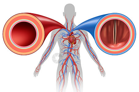 动脉静脉结构人体循环的背景图片