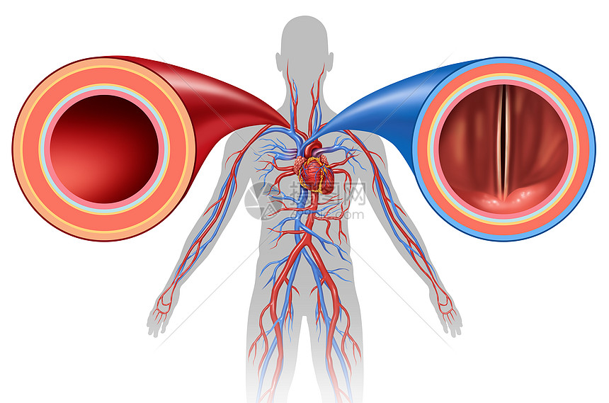 动脉静脉结构人体循环的图片