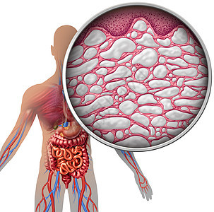 人体解剖与器官为结缔,比较填充液体个微镜接近三维插图元素图片
