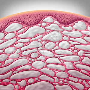 间质器官结缔与填充液体的比较个微镜解剖人体部分三维插图风格图片