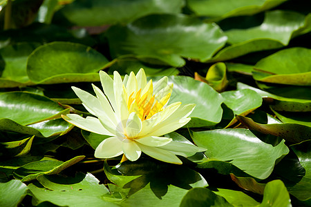 黄色睡莲莲花用于水疗图片