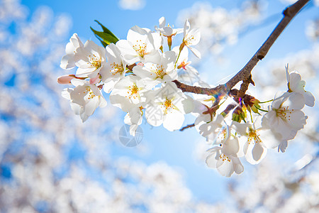 中村樱花带阳光图片