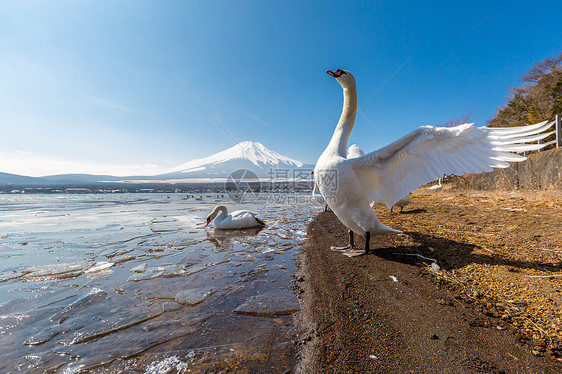 山富士富士山山中湖鹅冬天图片