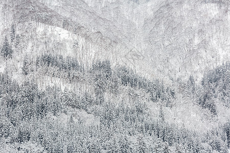 美丽的降雪冬季景观与雪覆盖的树木图片