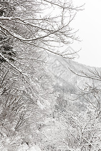 美丽的降雪冬季景观与雪覆盖的树木图片