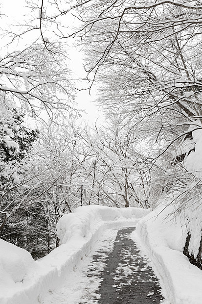 美丽的降雪冬季景观与雪覆盖的树木图片