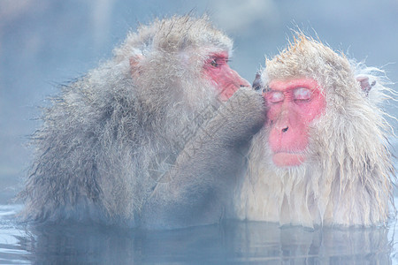 日本雪猴猕猴温泉温泉温泉温泉日本中野生岛公园图片