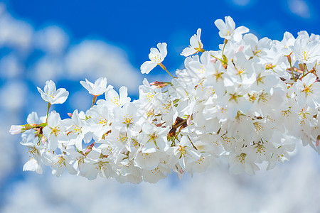 中村樱花带阳光图片