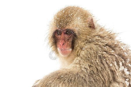 日本雪猴猕猴日本长野县玉田中图片